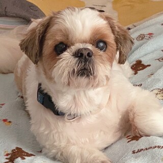 シーズーの男の子ニースくん