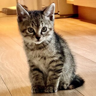 【11/16東銀座】まる子ちゃん★２ヵ月♪