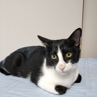 5ヶ月　黒白　女の子 里親さん募集 立川