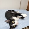 5ヶ月　黒白　女の子 里親さん募集 立川 サムネイル2