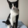 5ヶ月　黒白　女の子 里親さん募集 立川 サムネイル3