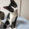 5ヶ月　黒白　女の子 里親さん募集 立川 サムネイル4