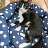 5ヶ月　黒白　女の子 里親さん募集 立川 サムネイル6