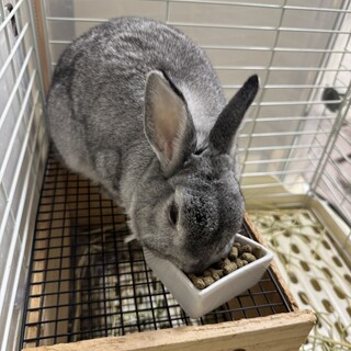 うさぎの里親探してます。