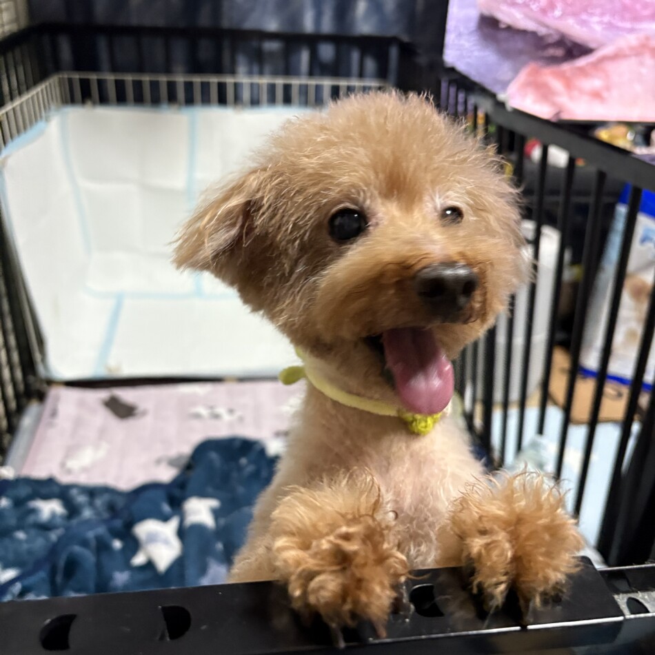 ジュンのカバー写真