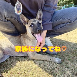 ワンコだらけの譲渡会