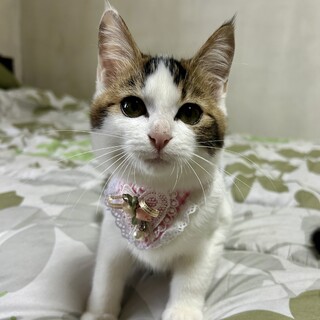 コロコロまんまる可愛い兄妹♪　まお