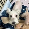 急募！飼い主が病気の為余生を託せる里親を急募します サムネイル3