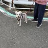 急募！飼い主が病気の為余生を託せる里親を急募します サムネイル5