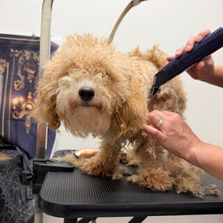 毛玉のよろいを脱いで見せてくれた、甘えんぼスマイル