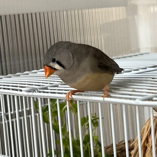 キンカチョウメス　里親を募集です