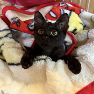 性格花マル♡飼いやすい子猫