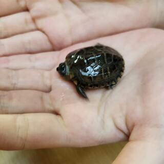 クサガメの赤ちゃんの里親を募集します！