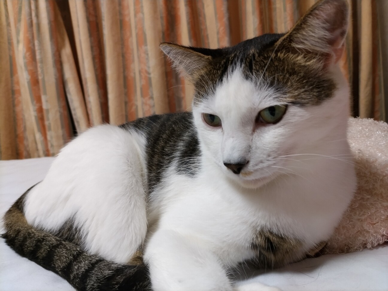 権之助(ゴンチャン)