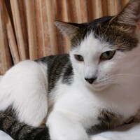 権之助(ゴンチャン)