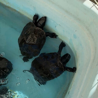 クサガメのオス2匹です