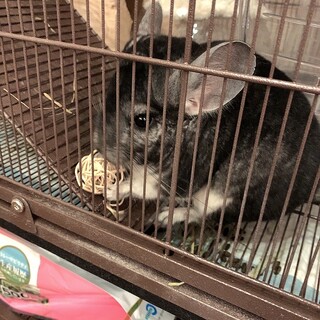 良く寝るチンチラさん