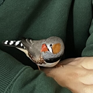 キンカチョウ　オス　里親を募集です