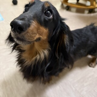 人が大好き甘えん坊のジョイくん