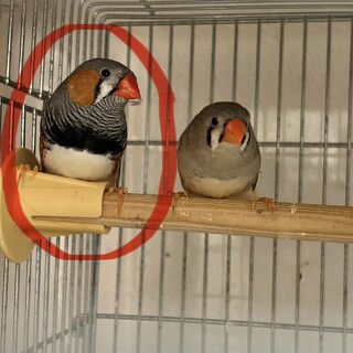 キンカチョウ 成鳥 オス