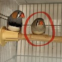 キンカチョウ 成鳥 メス