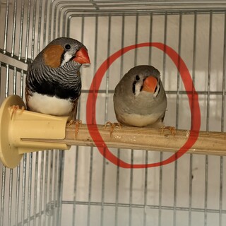 キンカチョウ 成鳥 メス