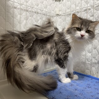 一人で頑張ってきた美しいサイベリアン♡