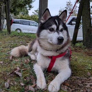 ハスキー女の子6歳とっても大人しい子です。
