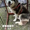 ハスキー女の子6歳とっても大人しい子です。 サムネイル2