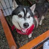 ハスキー女の子6歳とっても大人しい子です。 サムネイル3