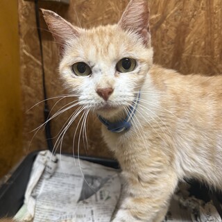 【緊急募集】6歳くらいスコティッシュ女の子♀