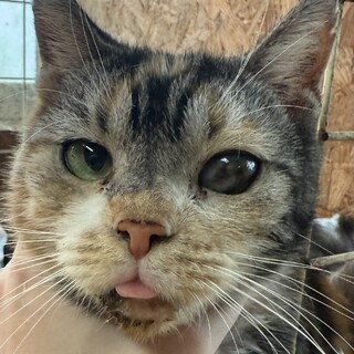 【緊急募集】4歳くらいスコティッシュ女の子♀