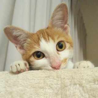 ★急募★5ヶ月 甘えん坊♥おてんばの美人さん