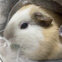 モルちゃん