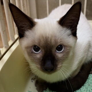 シャムミックスの男の子！生後半年