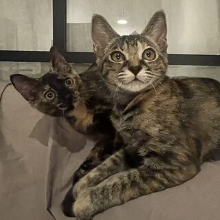 甘えん坊！好奇心旺盛物怖じなし