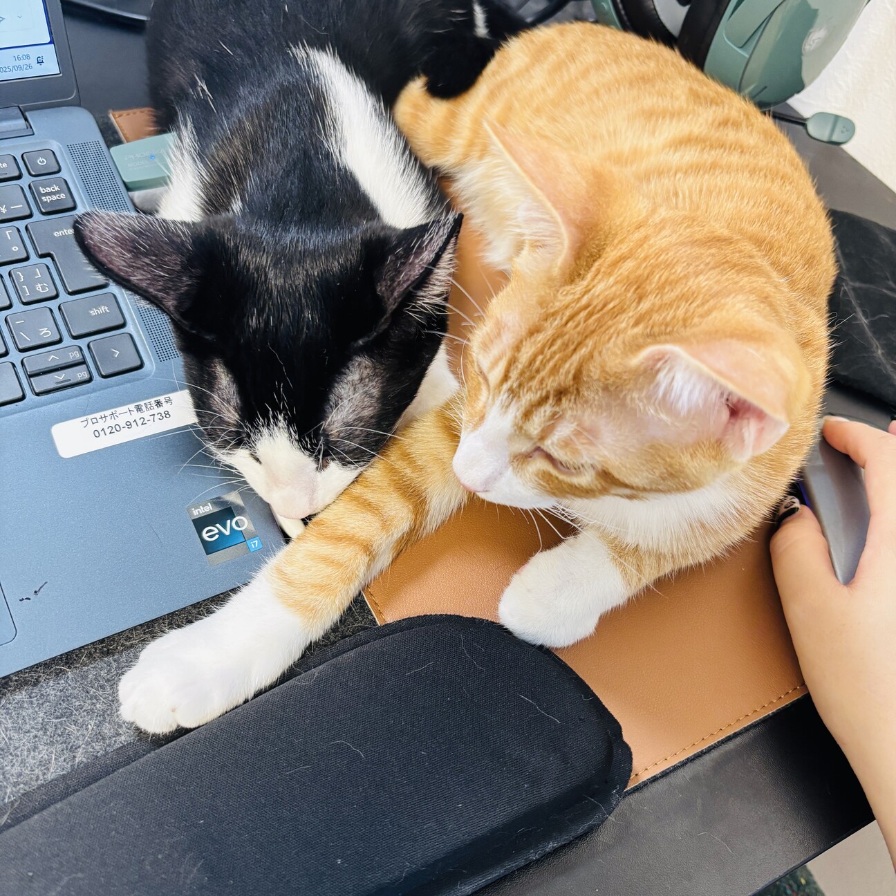 【2/22三田】初心者お子様OK超甘えん坊兄弟 サムネイル2