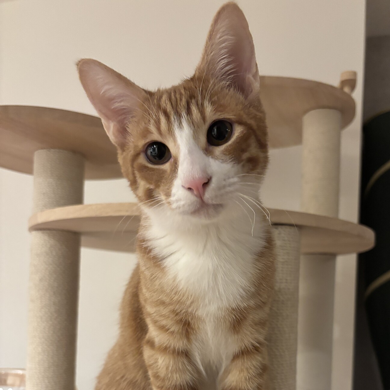 【2/22三田】初心者お子様OK超甘えん坊兄弟 サムネイル5