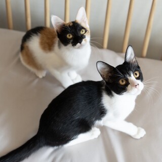 【4/5三田】子犬のように無邪気な甘えん坊