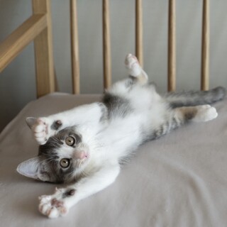 【11/30三田】グレー系美少女マイペース甘えん坊