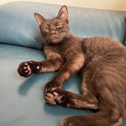 in春日井☆子猫もいっぱい☆猫達を暖かいオウチに迎えよう2025年11月15日（土）ちーむにゃいんず サムネイル2