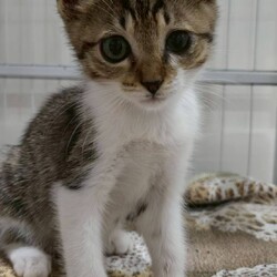 in春日井☆子猫もいっぱい☆猫達を暖かいオウチに迎えよう2025年11月15日（土）ちーむにゃいんず サムネイル3