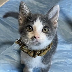 in岡崎市☆子猫もいっぱい☆猫達を暖かいオウチに迎えよう2025年11月15日（土）ちーむにゃいんず サムネイル1