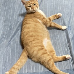 in岡崎市☆子猫もいっぱい☆猫達を暖かいオウチに迎えよう2025年11月15日（土）ちーむにゃいんず サムネイル3