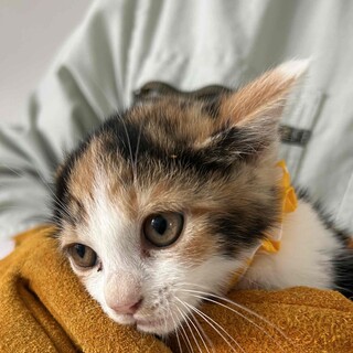 住宅地にある畑で生まれた仔猫