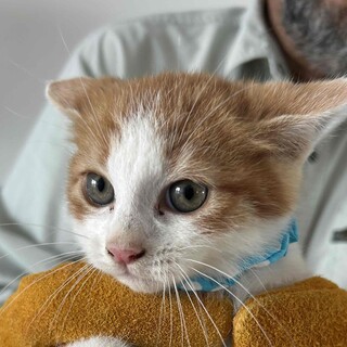 住宅地にある畑で生まれた仔猫