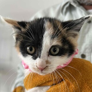 住宅地にある畑で生まれた仔猫