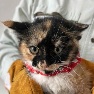 住宅地にある畑で生まれた仔猫