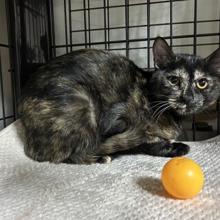 11/22ナガワ譲渡会参加サビ子猫