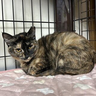 11/22ナガワ譲渡会参加サビこねこ